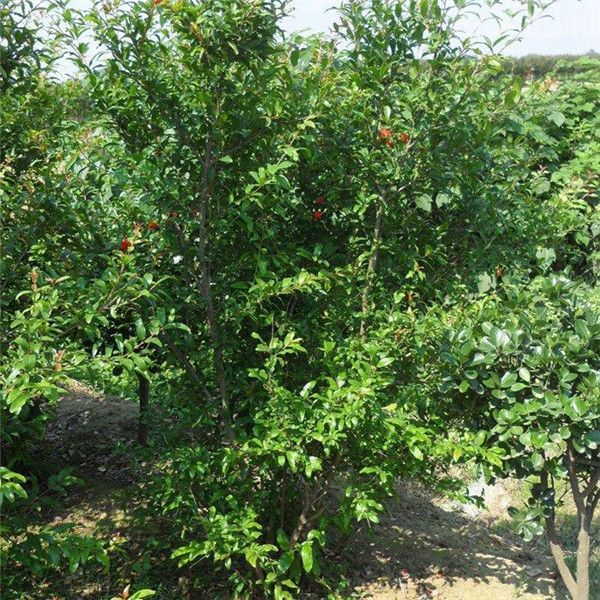 石榴照片 石榴照片