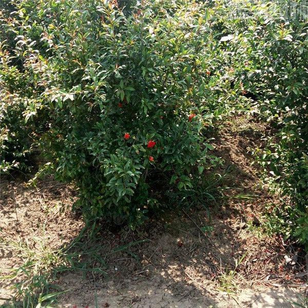 石榴照片 石榴照片