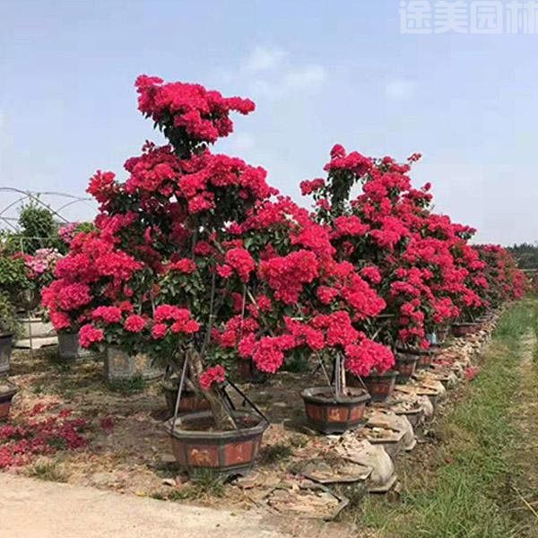 三角梅圖片 三角梅圖片