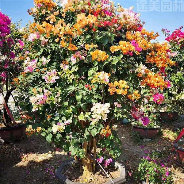 三角梅圖片 三角梅圖片