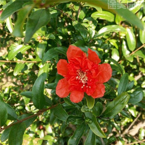 花石榴圖片 花石榴圖片