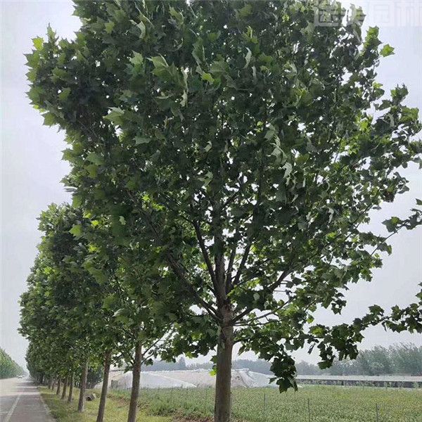 法桐圖片 法桐圖片