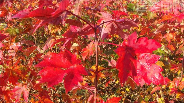 美國紅楓 美國紅楓