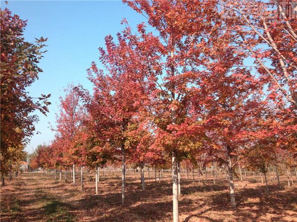 美國紅楓 美國紅楓