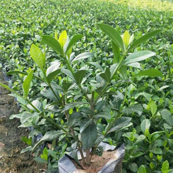 盆栽梔子花 盆栽梔子花