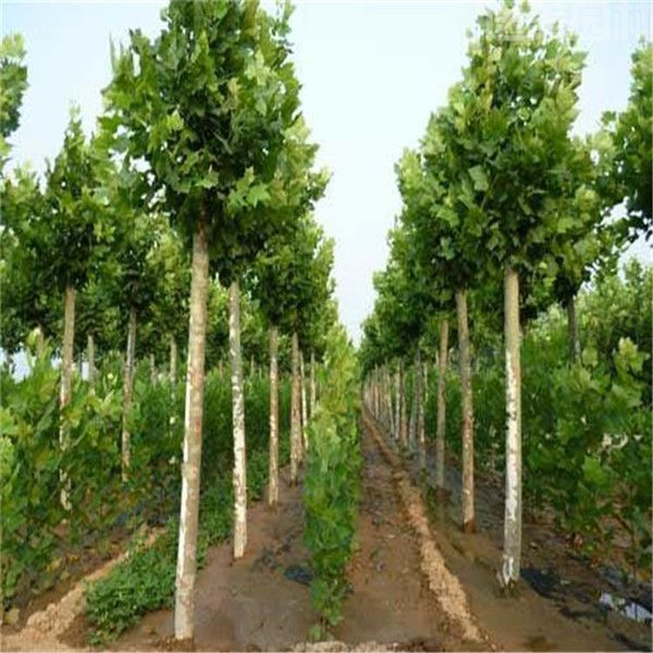 法桐圖片 法桐圖片