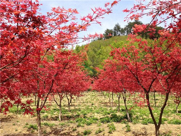 紅楓圖片 紅楓圖片