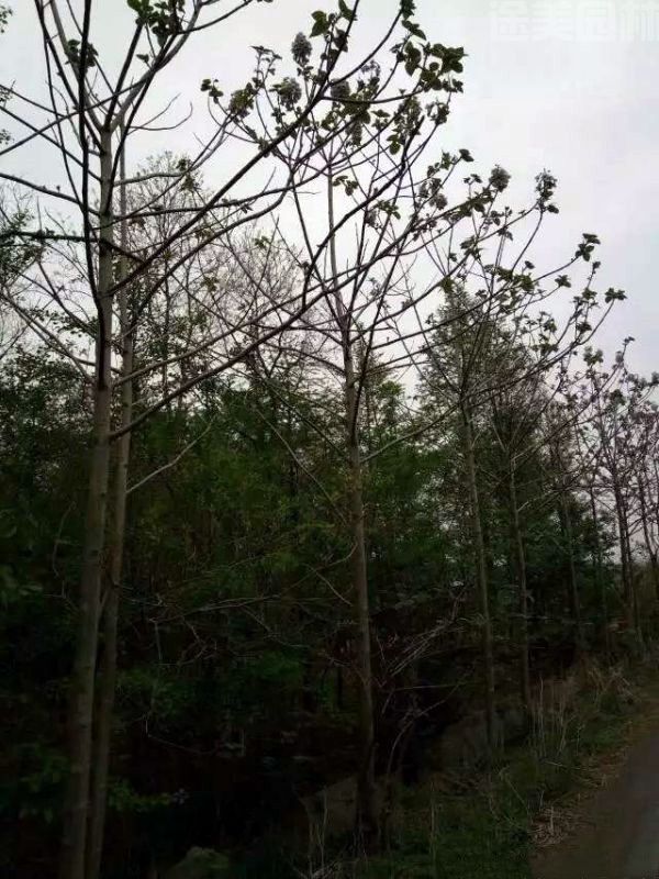 泡桐樹苗 泡桐樹苗