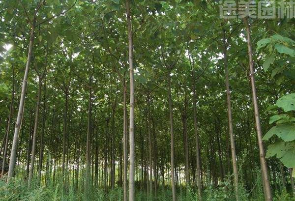 泡桐樹苗 泡桐樹苗