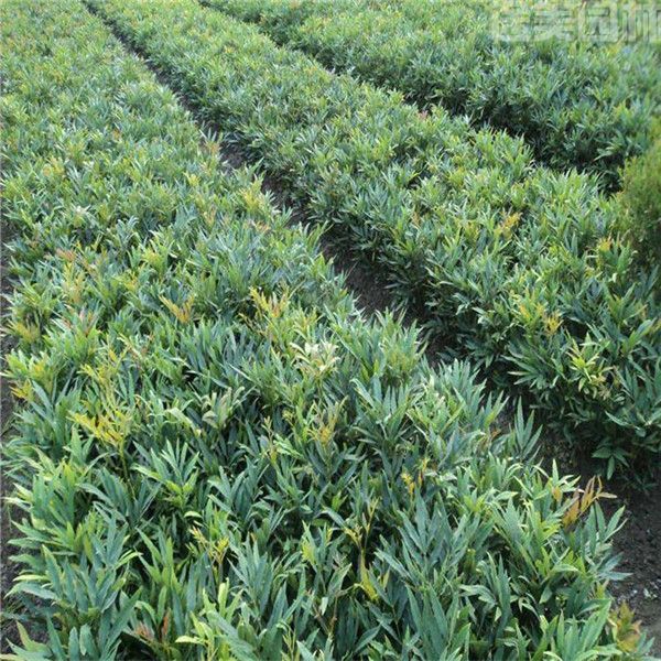 shidagonglao shidagonglao