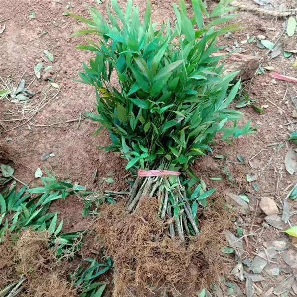 shidagonglao shidagonglao