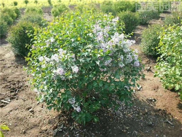 小葉丁香 小葉丁香