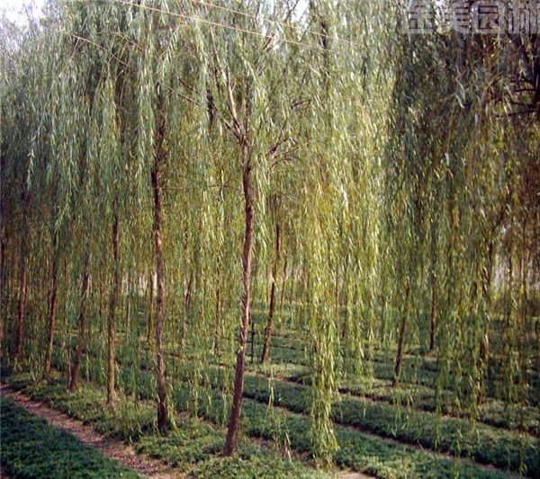 金絲柳 金絲柳