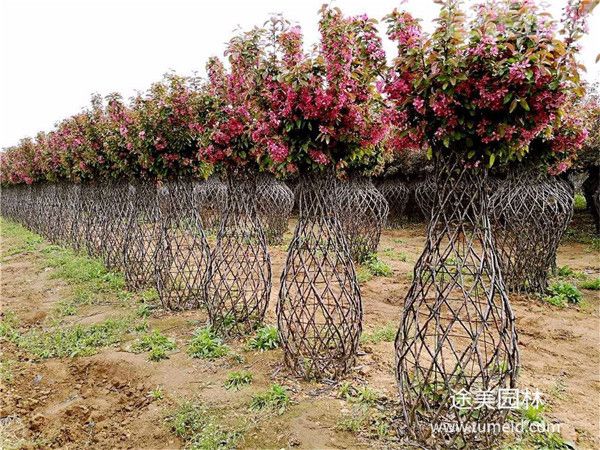 海棠花瓶 海棠花瓶