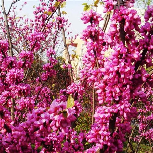 紫荊花 紫荊花