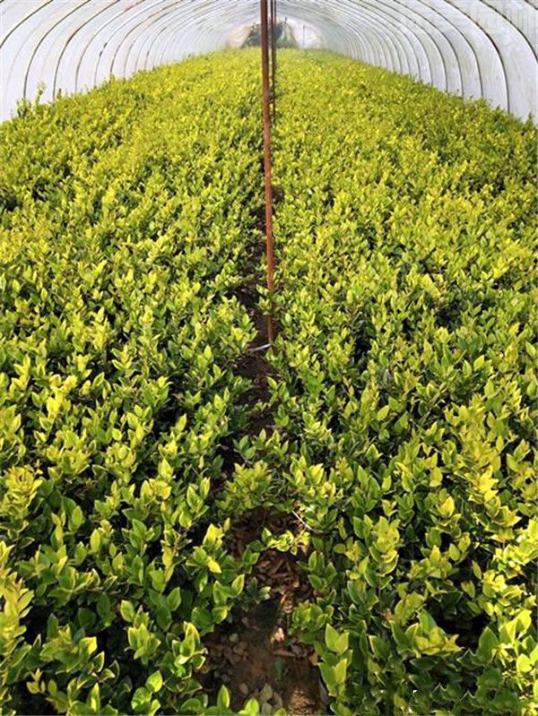 金葉女貞 金葉女貞