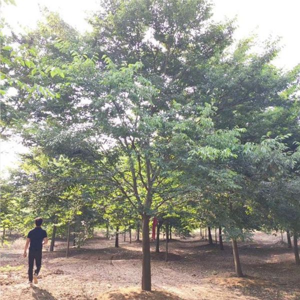 烏桕圖片 烏桕圖片