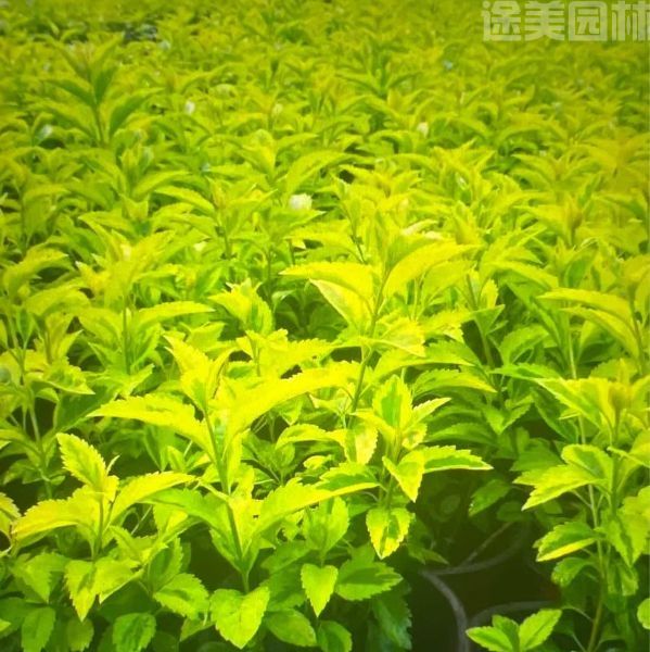 連翹圖片 連翹圖片