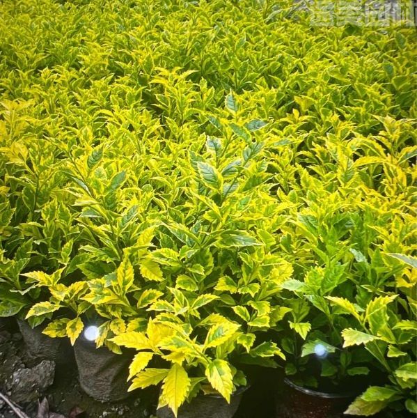 連翹圖片 連翹圖片