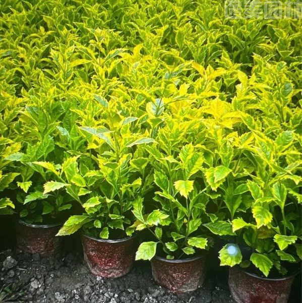 連翹圖片 連翹圖片