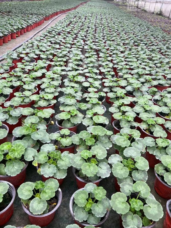 天竺葵圖片 天竺葵圖片