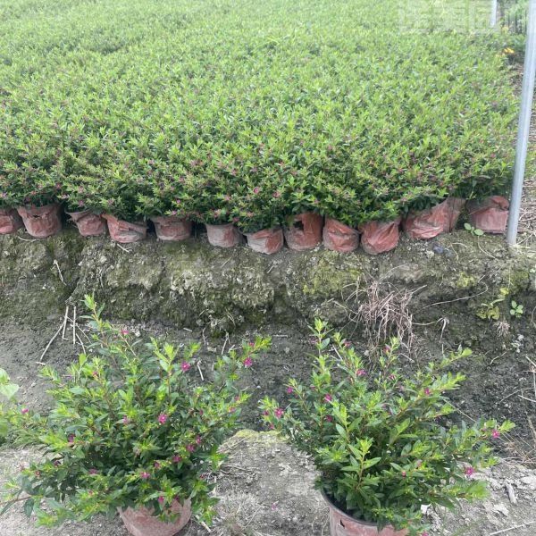 滿天星圖片 滿天星圖片