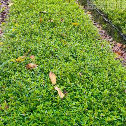 滿天星圖片 滿天星圖片