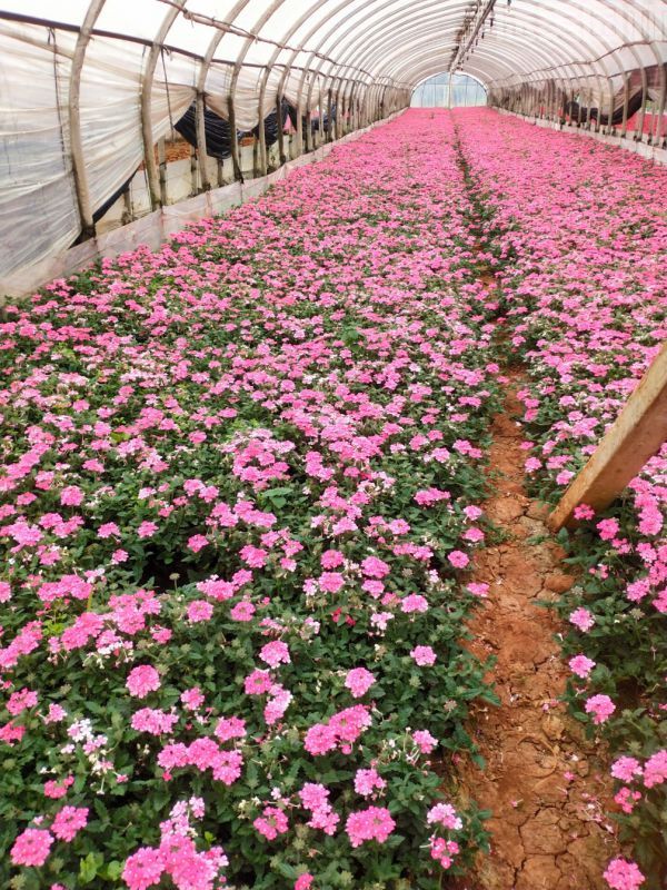 美女櫻圖片 美女櫻圖片