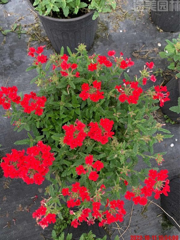 美女櫻圖片 美女櫻圖片