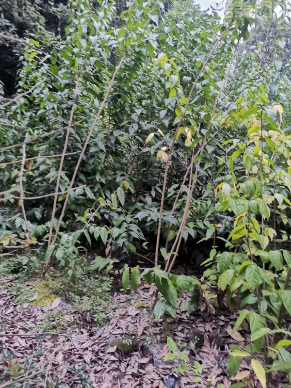 臘梅圖片 臘梅圖片