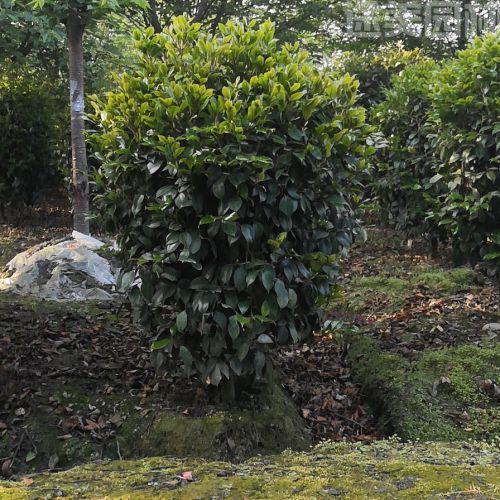 山茶花圖片 山茶花圖片