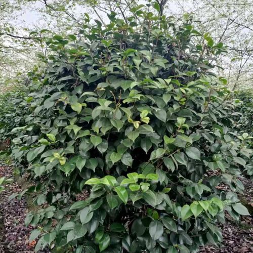 山茶花圖片 山茶花圖片