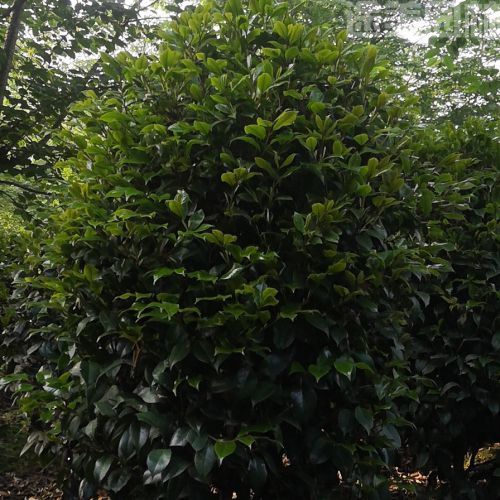 山茶花圖片 山茶花圖片