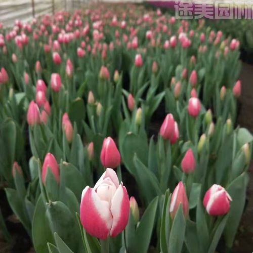 郁金香圖片 郁金香圖片