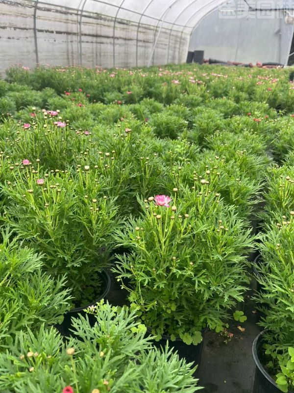 瑪格麗特圖片 瑪格麗特圖片