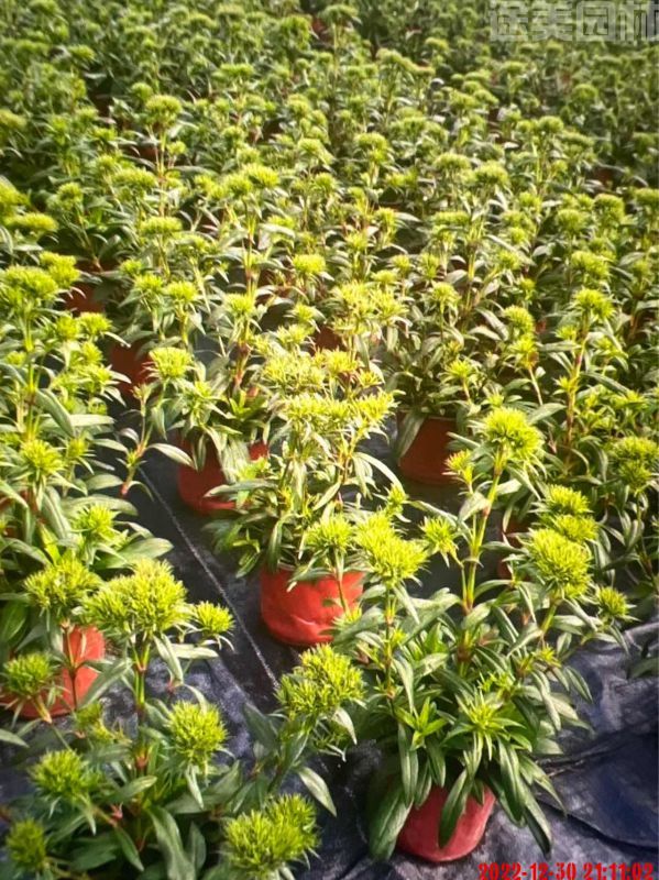 石竹圖片 石竹圖片