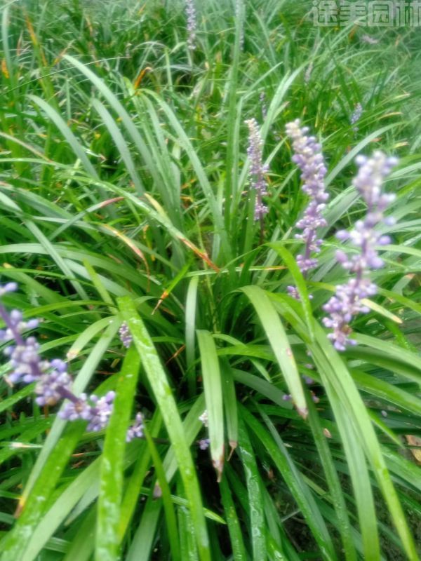 蘭花圖片 蘭花圖片