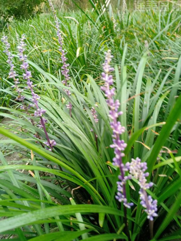 蘭花圖片 蘭花圖片