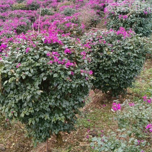 三角梅圖片 三角梅圖片