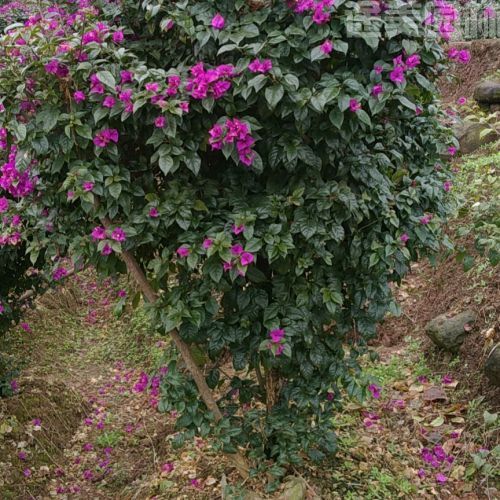 三角梅圖片 三角梅圖片