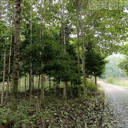 喜樹圖片 喜樹圖片