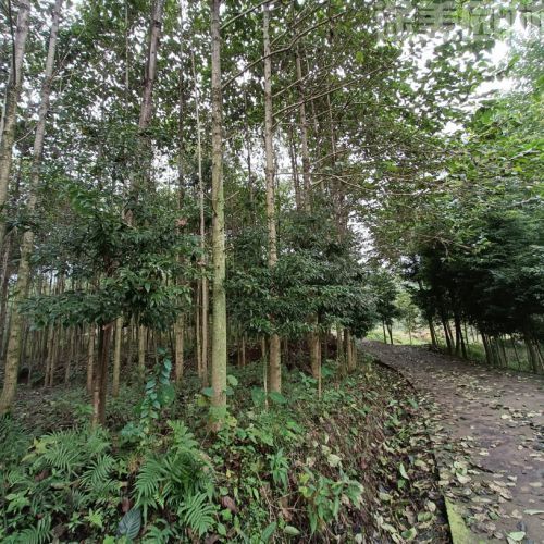 喜樹圖片 喜樹圖片