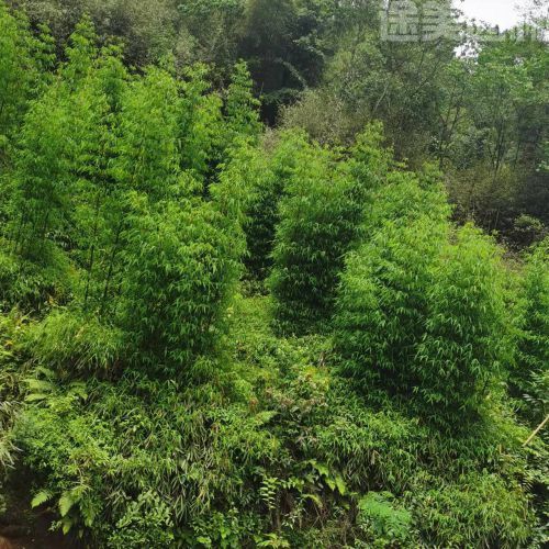 毛竹圖片 毛竹圖片