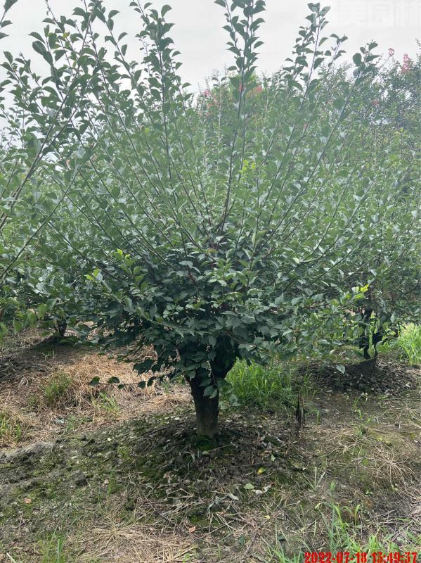 梅花圖片 梅花圖片