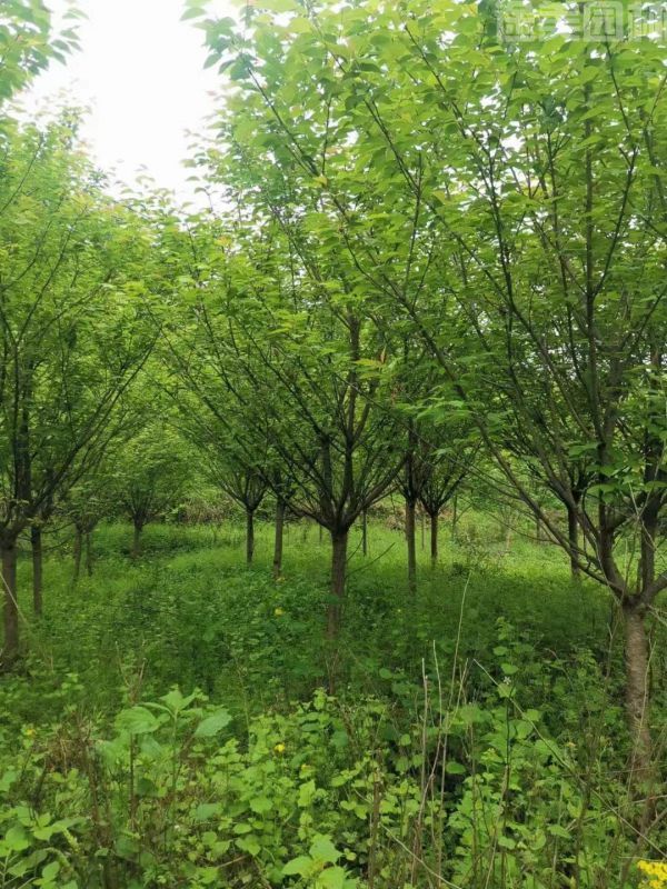 東京櫻花圖片 東京櫻花圖片