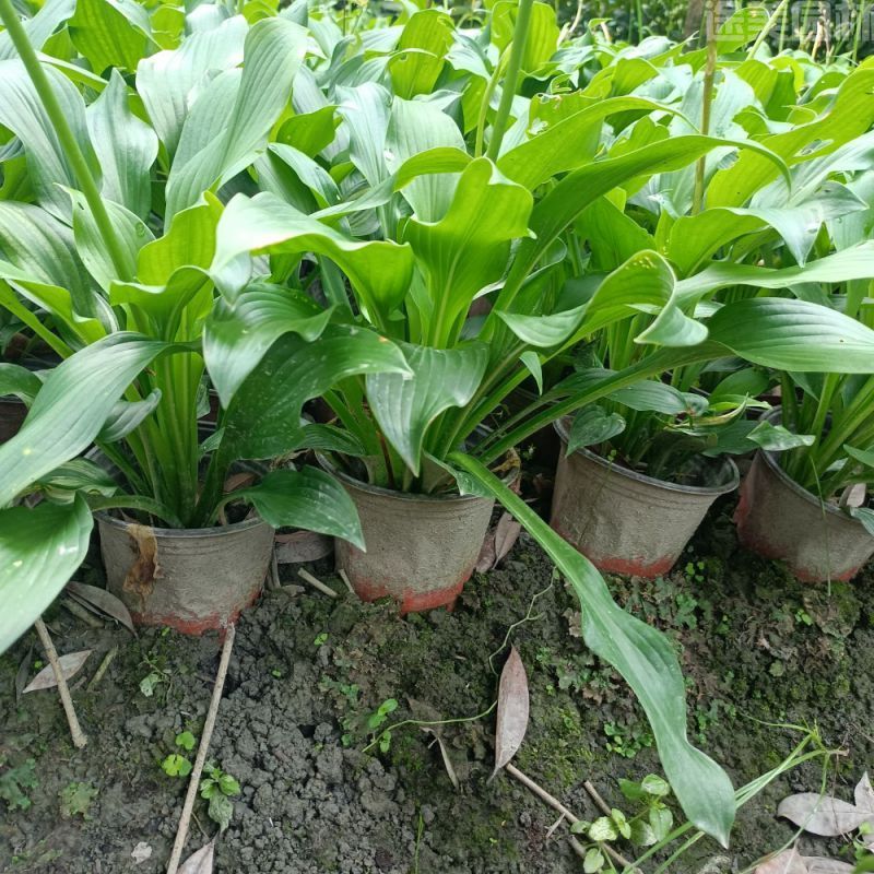 玉簪圖片 玉簪圖片