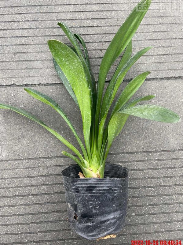 君子蘭圖片 君子蘭圖片