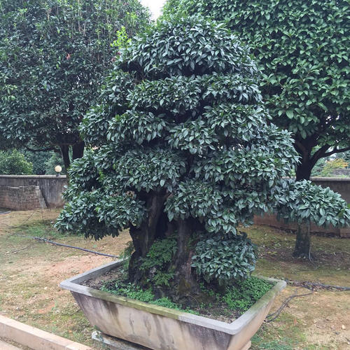 金彈子喬木跟灌木金彈子區(qū)別?