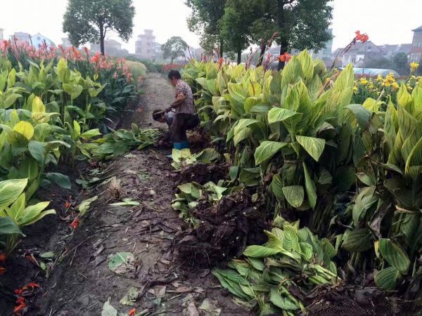 大花美人蕉 大花美人蕉