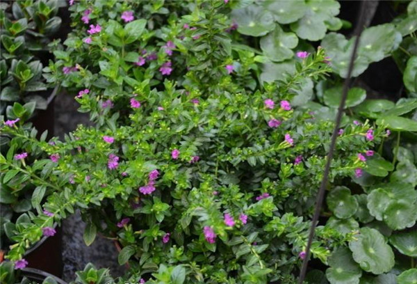 紅花滿天星 紅花滿天星